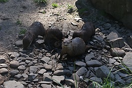 水獺,水生哺乳動物,波蘭哺乳動物