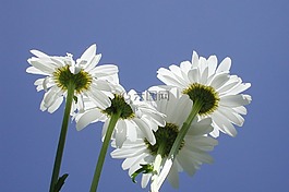 雛菊,鮮花,廠