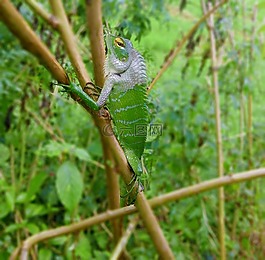 動物,綠色,自然