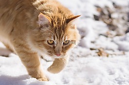 可愛,動物,貓