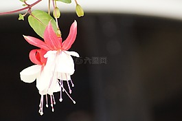 性質(zhì),動(dòng)物,植物區(qū)系