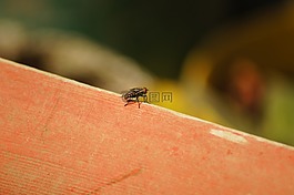 性質(zhì),動物,植物區(qū)系