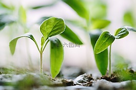葉子,土壤,作物