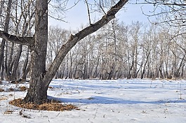 春,雪,树