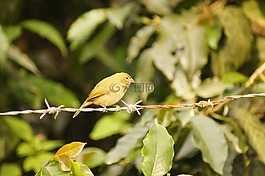 性質(zhì),動物,植物區(qū)系