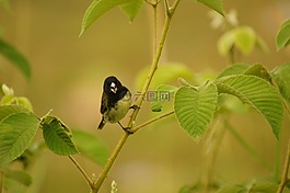 性質(zhì),動(dòng)物,植物區(qū)系