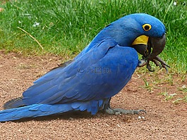 blauaras,hyazinth-ara,anodorhynchus