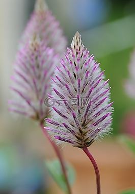 ptilotus exaltatus,花,紫色