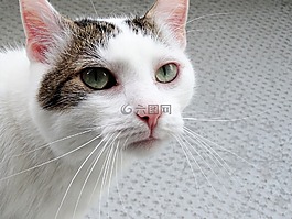 可愛,動物,貓