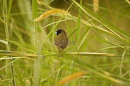 性質(zhì),動(dòng)物,植物區(qū)系