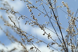 干草,廠,天空