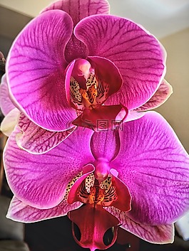 蘭花,花,熱帶