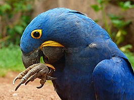 blauaras,hyazinth-ara,anodorhynchus