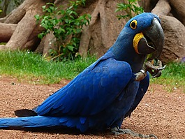blauaras,hyazinth-ara,anodorhynchus