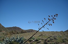 龍舌蘭,龍舌蘭花,廠