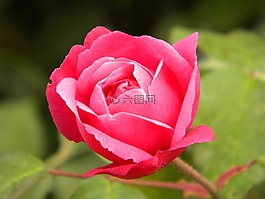 羅莎,按鈕,花卉