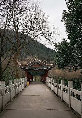 樹,木,大自然
