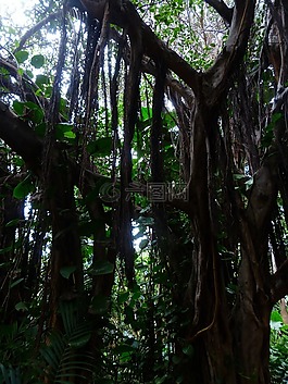 丛林,藤本植物,树木