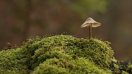 蘑菇,苔,性質