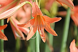 花,特寫,自然