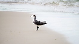 海鷗,動物,野生