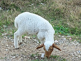 羊肉,羊,動物