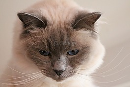 動物,寵物,貓