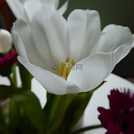 郁金香,開花,廠