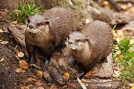 游泳,棕色,野生動物