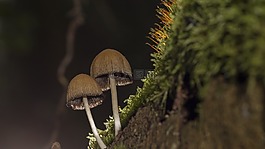 蘑菇,苔,海綿