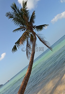 椰子樹,海,椰子