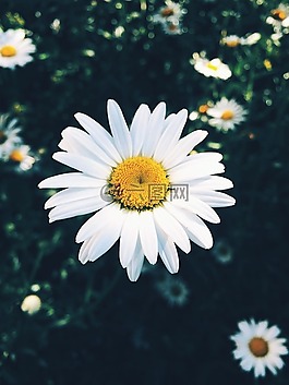 自然,花,夏天