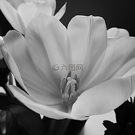 郁金香,開花,廠