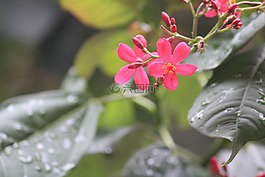 花,開花,灌木