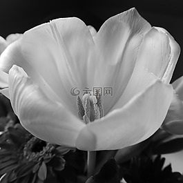 郁金香,開花,廠