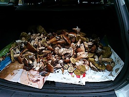 蘑菇,牛肝菌,ceps