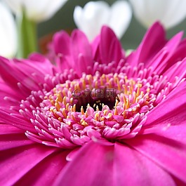 非洲菊,粉紅色,開花