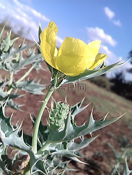 植物區(qū)系,自然,葉