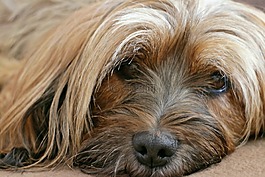 動物,狗,西藏小獵犬