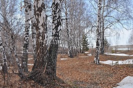 自然,雪,樹