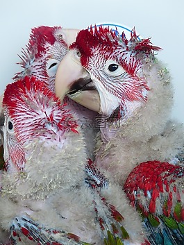 鸚鵡,幼鳥,飼養
