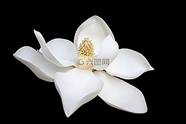 黑暗,白,花