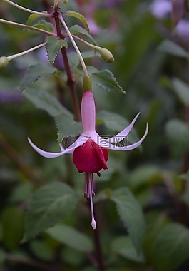 倒掛金鐘,開(kāi)花,粉紅色