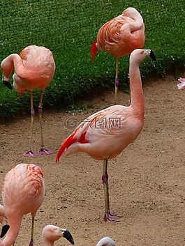 火烈鳥,粉色,鳥類