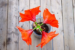 花,花瓶,木材