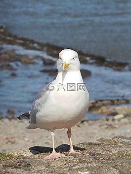 海鷗,海灘,鳥