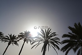 棕櫚樹,棕櫚,海灘