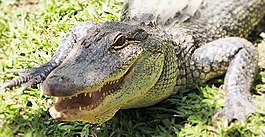鱷魚,澳大利亞,動物園