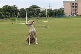狗,女性,活躍