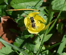 黄蜂在印度草莓,黄蜂,昆虫